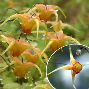 EPIMEDIUM 'Amber Queen'