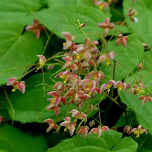 EPIMEDIUM cantabrigiense