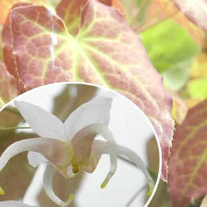 EPIMEDIUM  'Elenwe'