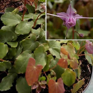 EPIMEDIUM grandiflorum 'Lilafee'