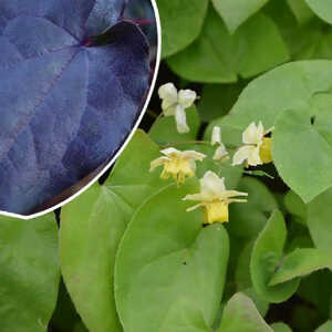 EPIMEDIUM pinnatum 'Black Sea'