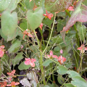 EPIMEDIUM pubigerum 'Orangekönigin'