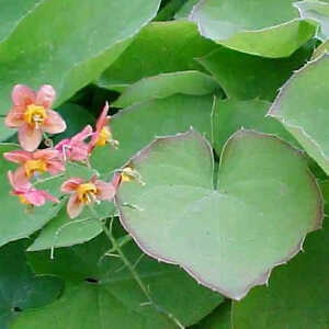 EPIMEDIUM warleyense