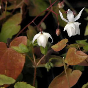 EPIMEDIUM youngianum 'Niveum'