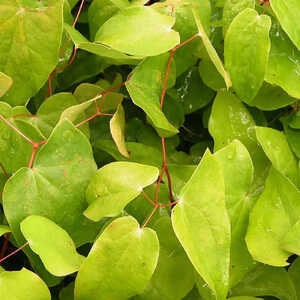 EPIMEDIUM youngianum 'Roseum'