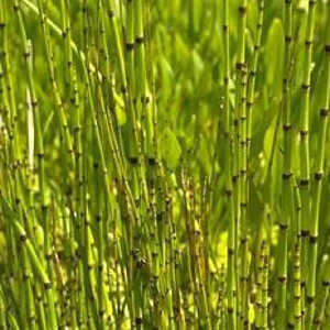 EQUISETUM camtschatcense (americanum)