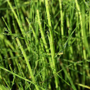 EQUISETUM fluviatile