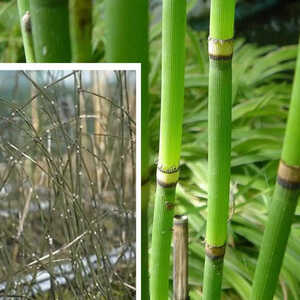 EQUISETUM hyemale