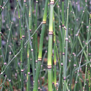 EQUISETUM japonicum