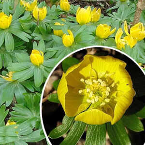 ERANTHIS hyemalis (lot de 10)