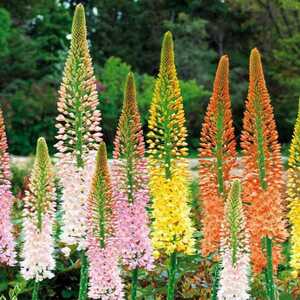 EREMURUS isabellinus Ruiter hybrids