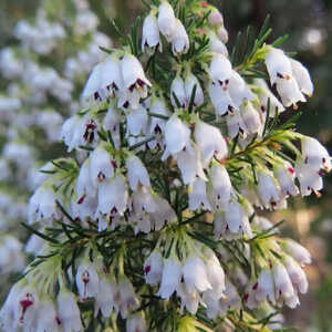 ERICA arborea 'Alpina' (=var. alpina)