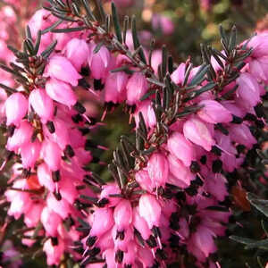 ERICA carnea 'Myretoun Ruby'