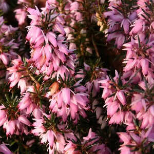 ERICA carnea 'Pink Spangles'