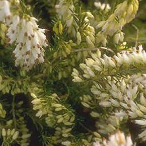 ERICA carnea 'Springwood White'