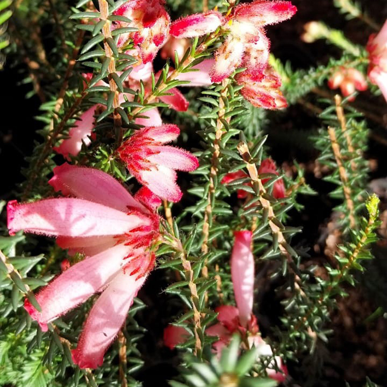 ERICA cerinthoides