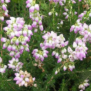 ERICA cinerea 'Eden Valley'