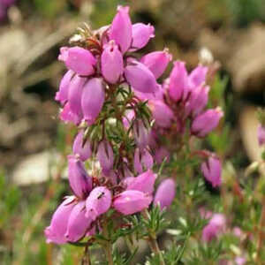 ERICA cinerea 'Pallas'