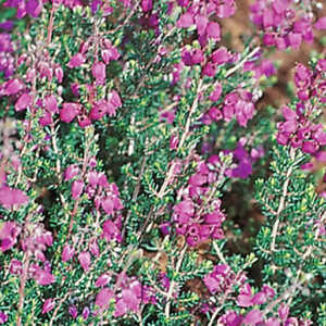 ERICA cinerea 'Violetta'