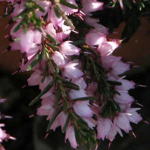 ERICA x darleyensis 'Darley Dale'