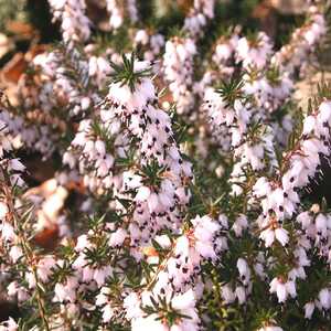 ERICA x darleyensis 'Jenny Porter'