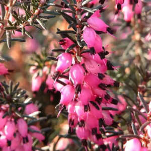 ERICA x darleyensis 'Kramer's Rote'