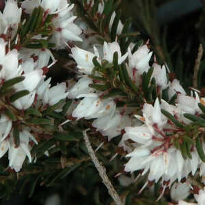 ERICA x darleyensis 'Silberschmelze'