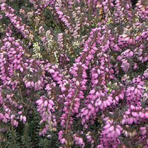 ERICA x darleyensis 'Spring Surprise'