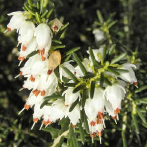 ERICA x darleyensis 'White Perfection'