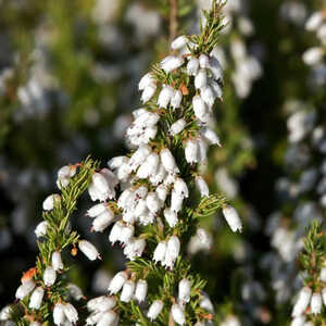 ERICA lusitanica