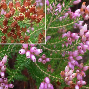 ERICA terminalis