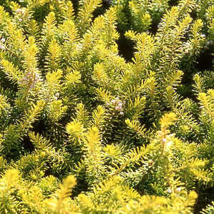 ERICA vagans 'Valerie Proudley'