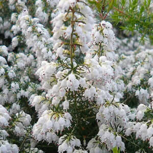 ERICA x veitchii 'Pink Joy'