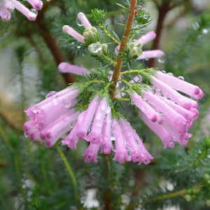 ERICA verticillata