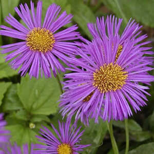 ERIGERON 'Dunkelste Aller'