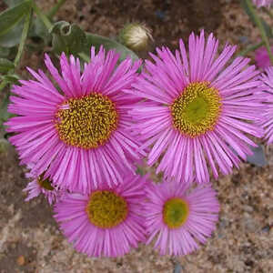 ERIGERON 'Felicity'