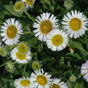 ERIGERON glaucus 'Albus'