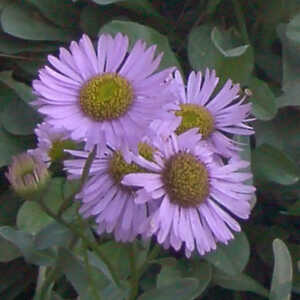 ERIGERON glaucus