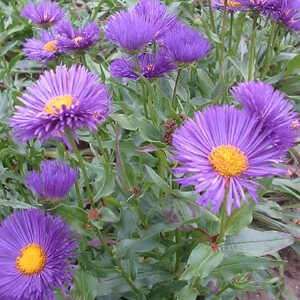 ERIGERON 'Nachthimmel'