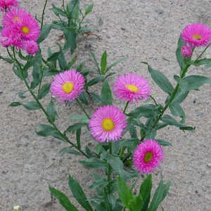 ERIGERON 'Rotes Meer'