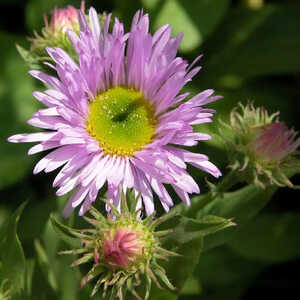 ERIGERON 'Sincerity'