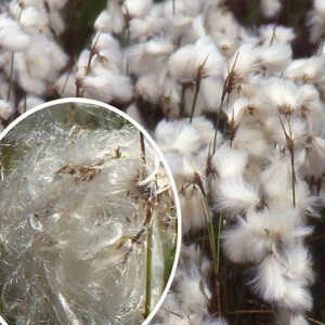 ERIOPHORUM angustifolium