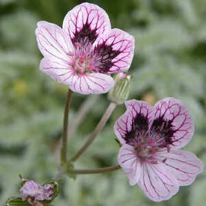 ERODIUM x kolbianum 'Natasha'