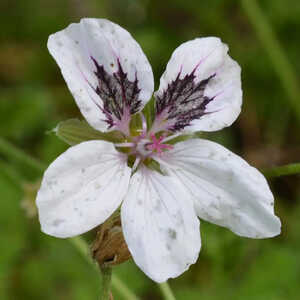 ERODIUM 'Stephanie'