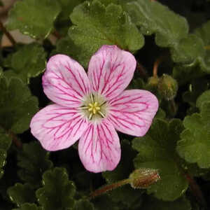 ERODIUM x variabile 'Bishop's Form'