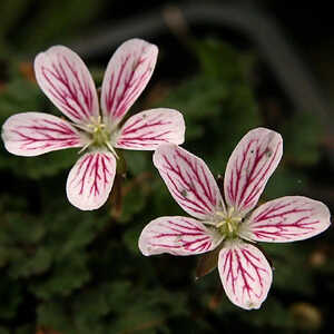 ERODIUM x variabile 'Roseum'