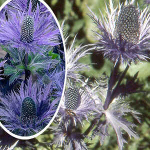 ERYNGIUM alpinum 'Blue Star'