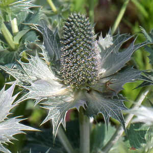 ERYNGIUM giganteum