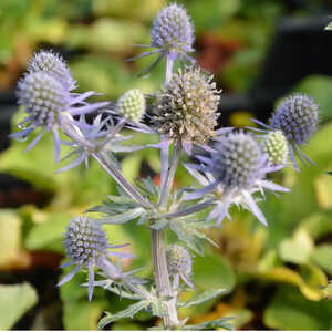 ERYNGIUM planum 'Blue Hobbit'