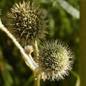 ERYNGIUM yuccifolium